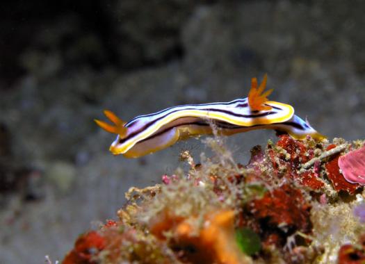 Prachtsternschnecke - Chromodoris annae