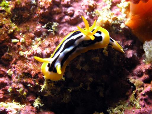 Prachtsternschnecke - Chromodoris lochi