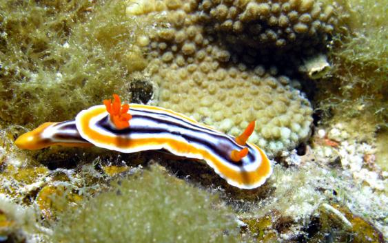 Prachtsternschnecke - Chromodoris magnifa