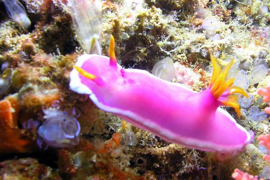 Prachtsternschnecke - Hypselodoris bullockii