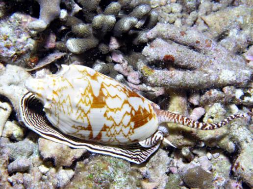 Kegelschnecke - Conus pennaceus