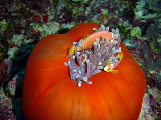 Anemone - fast geschlossen - mit Anemonenfischen