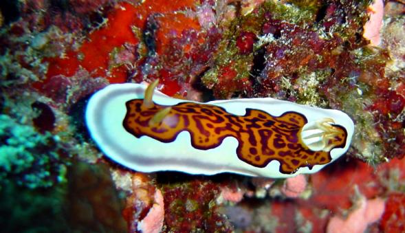 Prachtsternschnecke - Chromodoris gleniei