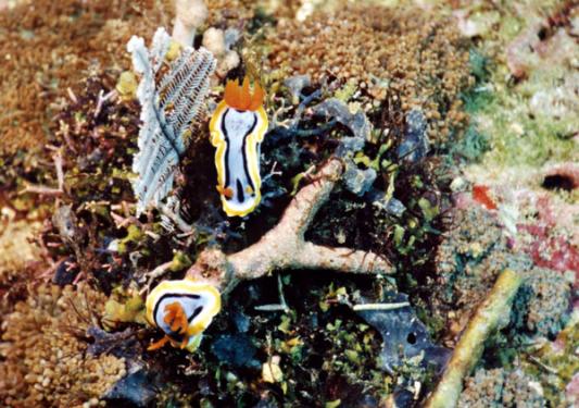 Prachtsternschnecken - Chromodoris annae