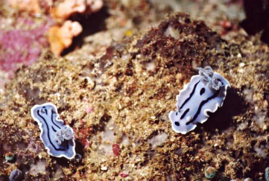 Prachtsternschnecken - Chromodoris willani