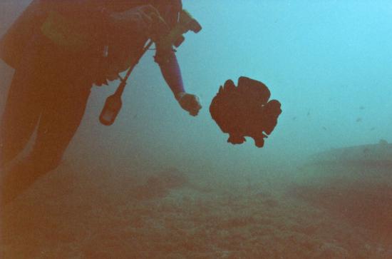 eher seltener Anblick - schwimmender Anglerfisch