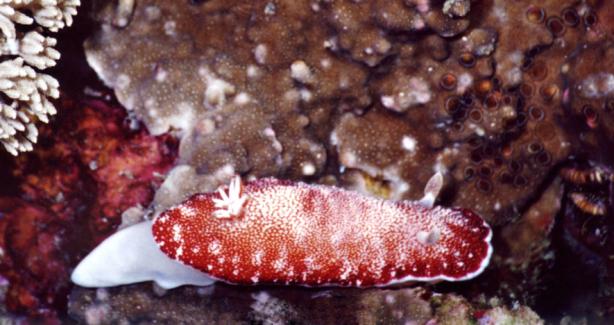 Prachtsternschnecke - Chromodoris reticulata