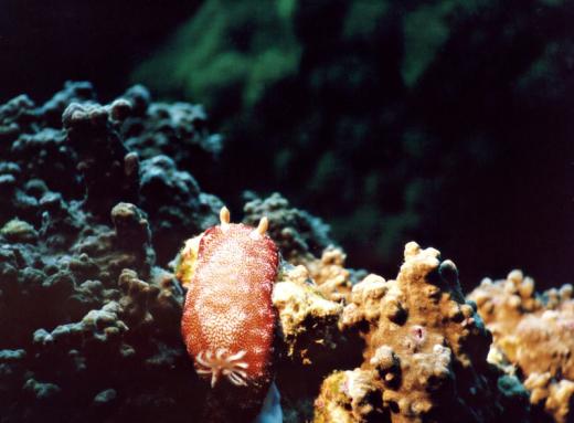 Prachtsternschnecke - Chromodoris reticulata