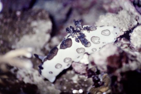 Sternschnecke - Jorunna funebris