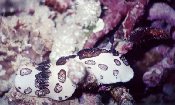 Sternschnecke - Jorunna funebris