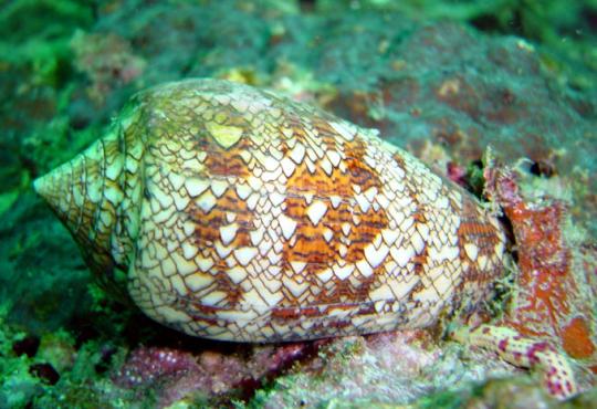 Kegelschnecke - Conus dalli