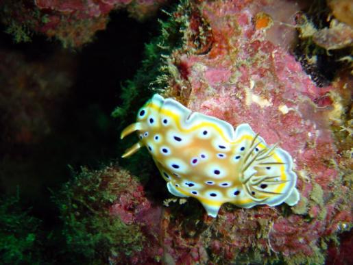 Prachtsternschnecke - Chromodoris geminus