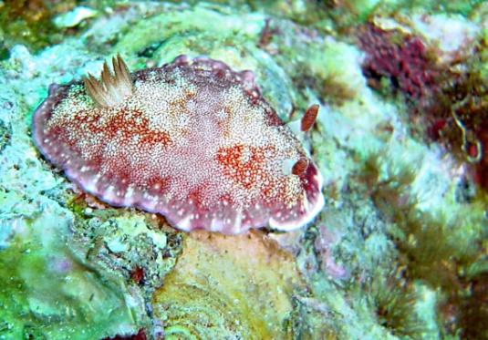 Prachtsternschnecke - Chromodoris reticulata