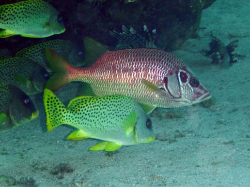 Orientalische Süsslippen und Grossdorn-Eichhörnchenfisch