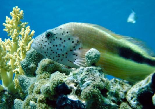 gestreifter Korallenwächter
