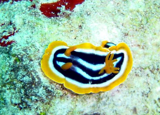 Prachtsternschnecke - Chromodoris africana